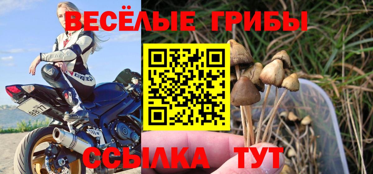 Псилоцибиновые грибы Psilocybe  Вход с VPN  Семёнов 